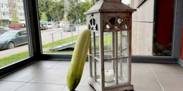 Baltas agurkas svėrė beveik du kilogramus