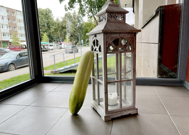 Baltas agurkas svėrė beveik du kilogramus