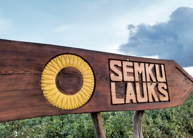 Saulėgrąžų ir optimizmo šviesa