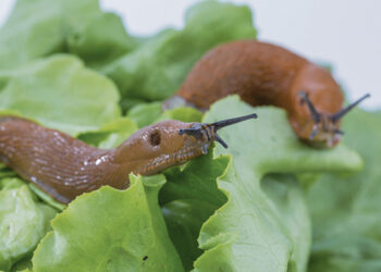 Invazinių šliužų populiacija didėja