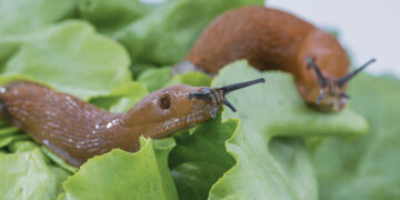 Invazinių šliužų populiacija didėja