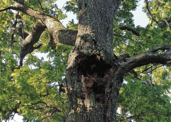 Senas ąžuolas kėlė pavojų