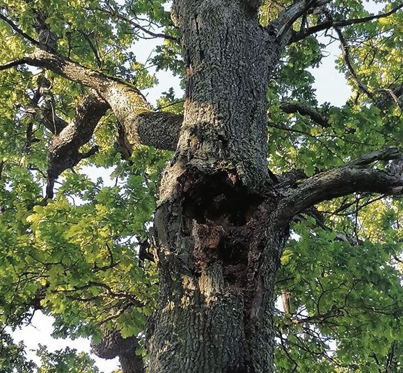 Senas ąžuolas kėlė pavojų