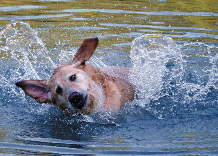 Maudyklose šalia vaikų turškiasi ir šunys