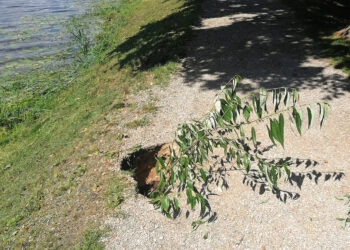 Pėsčiųjų take atsivėrė duobė