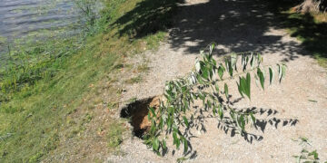 Pėsčiųjų take atsivėrė duobė