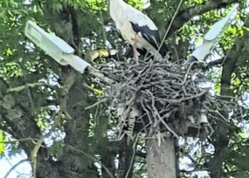 Gandrus irgi veikia gamtos kataklizmai?