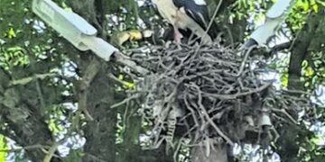 Gandrus irgi veikia gamtos kataklizmai?