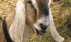 Vilkai sugraužė du veislinius ožius