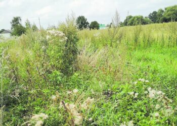 Ar bus sutvarkytas apžėlęs sklypas Vabalninke?