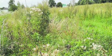 Ar bus sutvarkytas apžėlęs sklypas Vabalninke?