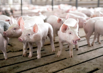 Rajone – afrikinio kiaulių maro pavojus