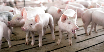 Rajone – afrikinio kiaulių maro pavojus