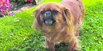 Iš lūšies nasrų pekinuką išgelbėjo jo šeimininkas