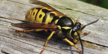 Širšių ir vapsvų naikintojams – pats darbymetis