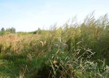 Didelių verslo Biržuose ambicijų fiasko