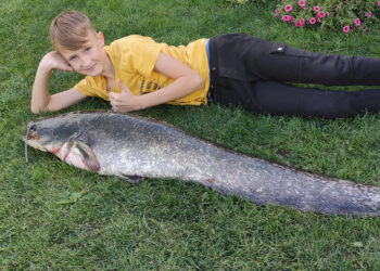 Dešimtmetis sugavo įspūdingą šamą