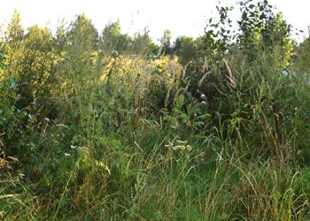 Dėl investuotojo kaltės nutraukta sklypo nuomos sutartis