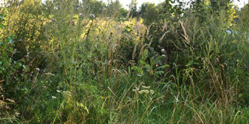 Dėl investuotojo kaltės nutraukta sklypo nuomos sutartis