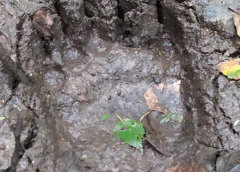 Į Biržų girią užsuko meška