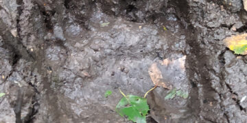 Į Biržų girią užsuko meška