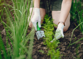 Kvitai žemės ūkio ir miškininkystės paslaugoms: viskas, ką reikia žinoti