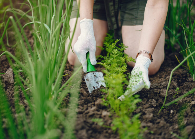 Kvitai žemės ūkio ir miškininkystės paslaugoms: viskas, ką reikia žinoti