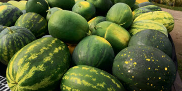 Storuliai mėgsta ramybę