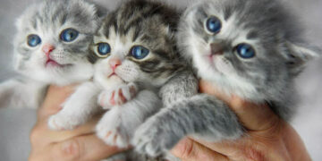 Kačiukų gelbėtojas sulaukė ne gyvūnų globėjų, o policijos ir medikų