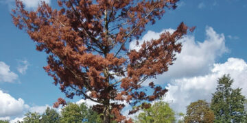 Kas nupjaus nudžiūvusį medį kapinėse?