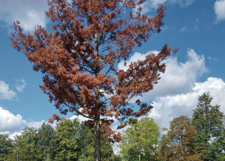 Kas nupjaus nudžiūvusį medį kapinėse?