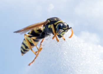Kas išvaikys širšes iš bendruomenės tualeto