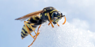 Kas išvaikys širšes iš bendruomenės tualeto