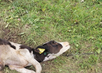 Vilkai po truputį įsismagina