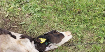 Vilkai po truputį įsismagina