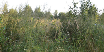 Laukia dar vienas bandymas išnuomoti investicijoms skirtą sklypą