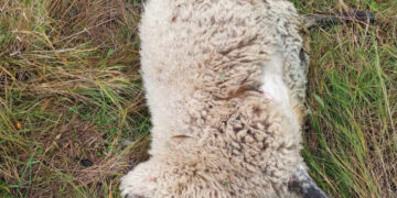 Dar viena vilkų auka