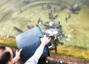 Lydekaitėmis įžuvino Biržų rajono vandens telkinius