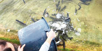 Lydekaitėmis įžuvino Biržų rajono vandens telkinius