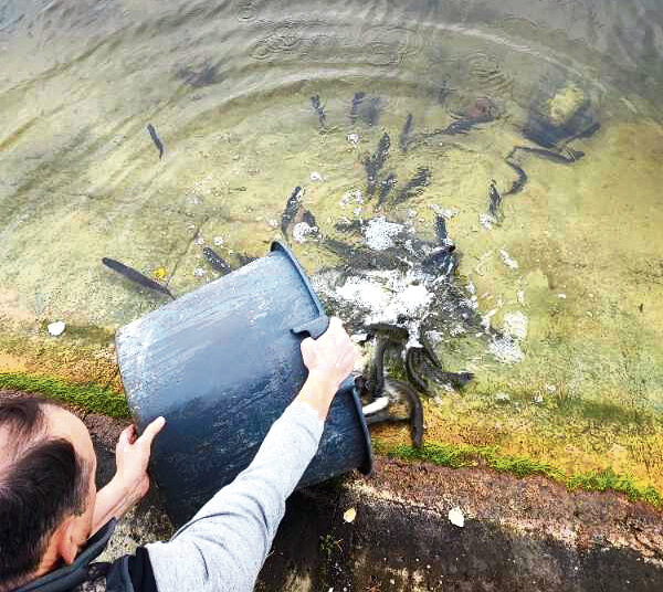 Lydekaitėmis įžuvino Biržų rajono vandens telkinius