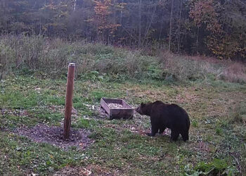 Ar meška jau apsigyveno Biržų girioje?