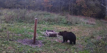 Ar meška jau apsigyveno Biržų girioje?