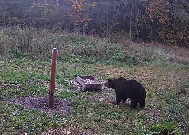 Ar meška jau apsigyveno Biržų girioje?