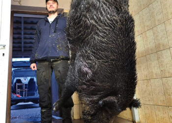 Sumedžiojo trofėjinį šerną