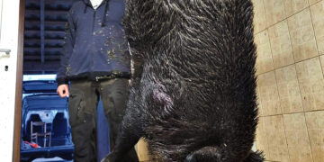 Sumedžiojo trofėjinį šerną