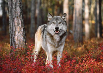 Krito pirmieji du vilkai