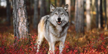 Krito pirmieji du vilkai