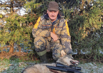 Per vieną medžioklę krito du vilkai