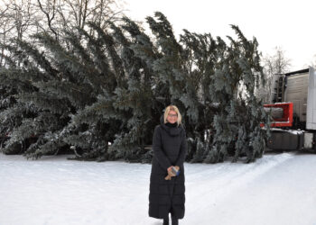 Į Biržus jau atkeliavo Kalėdų eglė
