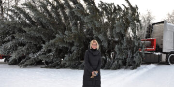 Į Biržus jau atkeliavo Kalėdų eglė